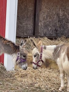Welcome to the farm