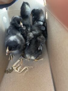 chickens