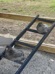 chickens