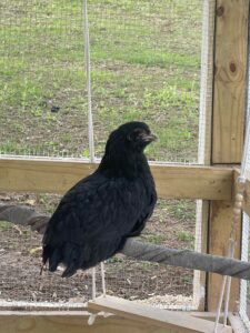 chickens
