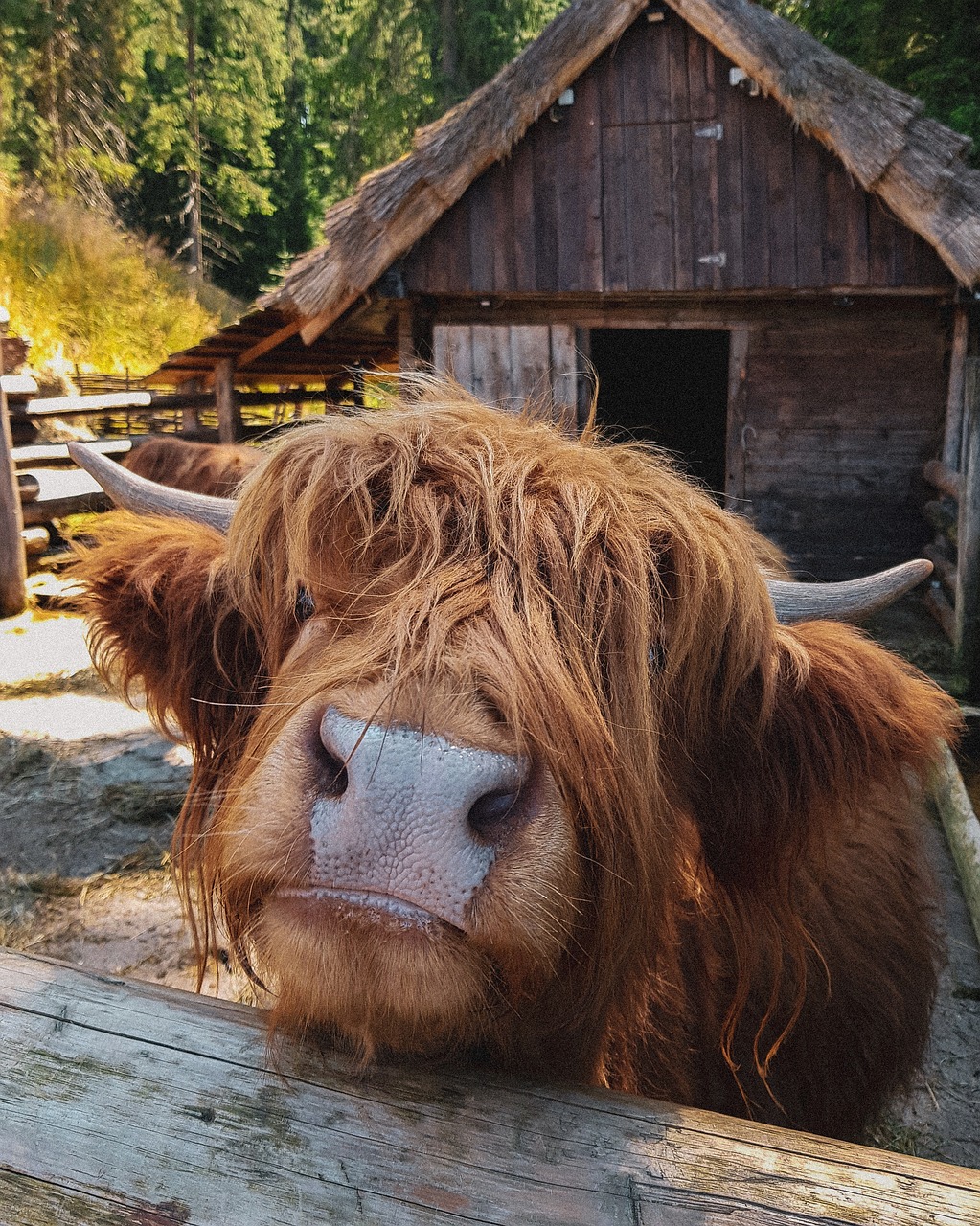 highland cow, head, farm-6005975.jpg